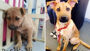 14 zdjęć psów przed i po adopcji. Numer 9 jest najsłodzy...